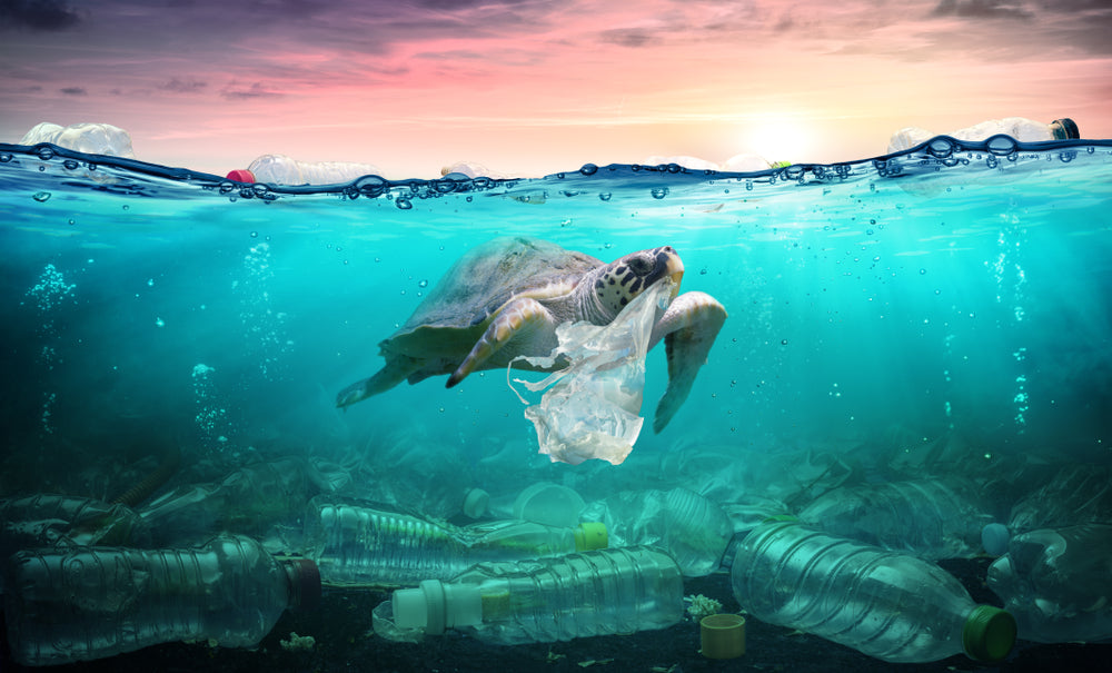 Plastikverpackungen verschmutzen die Ozeane: Wie Oh Sheet! mit biologisch abbaubarem und recycelbarem Karton und Papier die Umwelt schützt