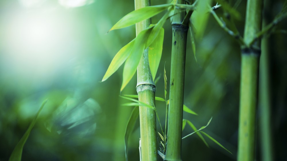 18 interessante Fakten über Bambus Oh Sheet!